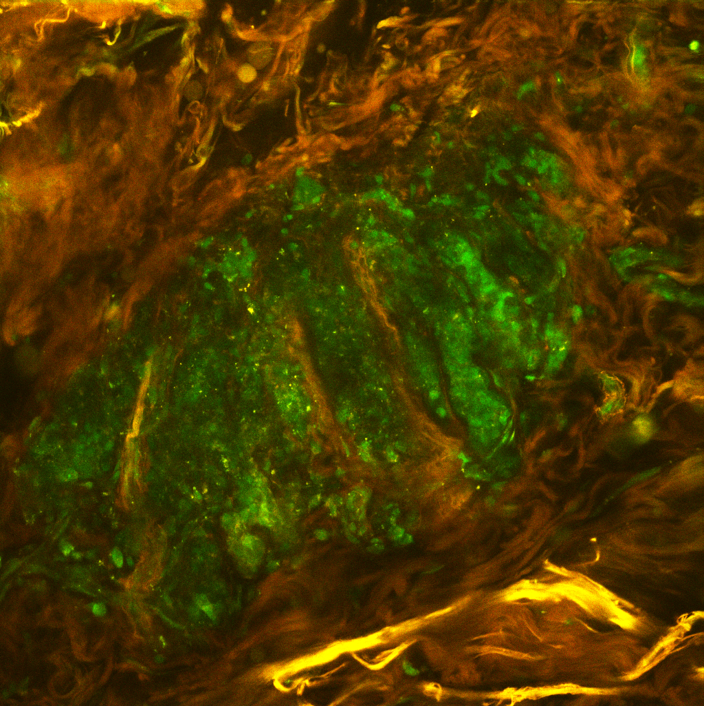 Biomedical Photonics