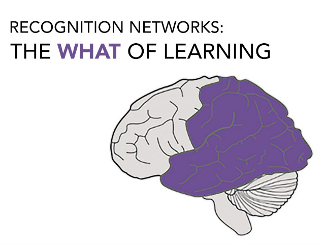 Recognition Networks: The What of Learning. The human brain with purple color coding that indicates the posterior portion of the brain or the recognition networks.