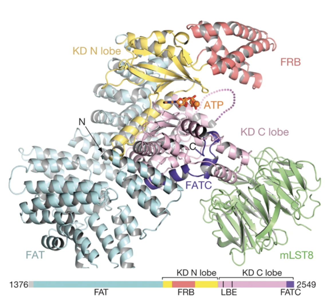 Vanderbilt University