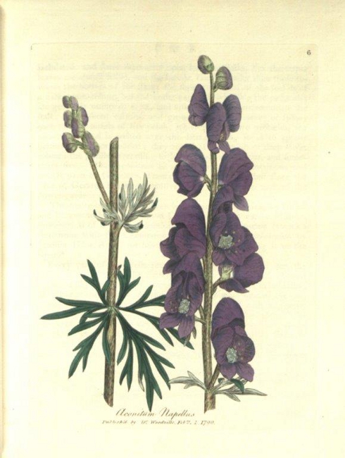 Medical Botany