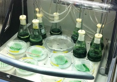 Vanderbilt University