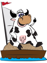 A cow sitting in the boat filled with sand.