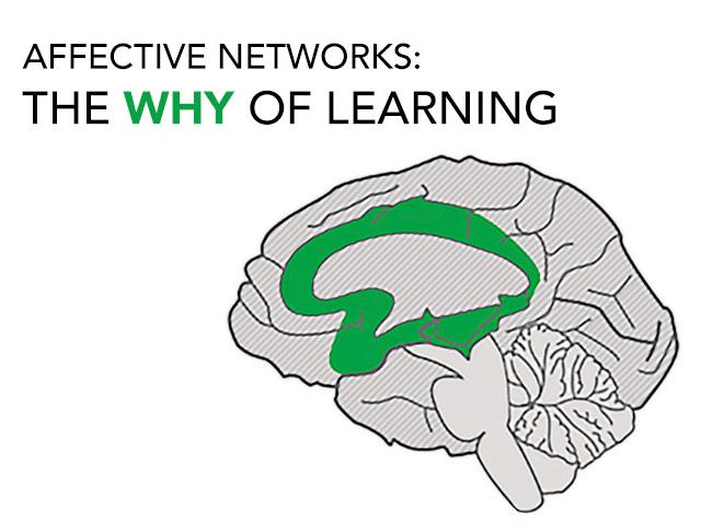 Affective Networks: The Why of Learning. The human brain with green color coding that indicates the central portion of the brain or the affective networks.
