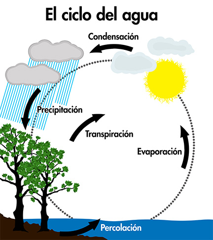 Organizador gráfico del ciclo del agua