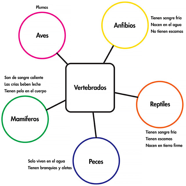 Mapa semántico de los vertebrados