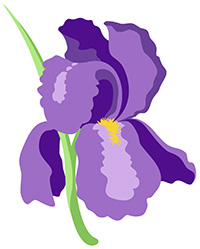 iris flower
