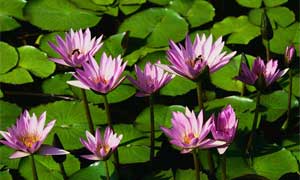 visual acuity - normal