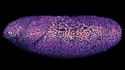 The cells of a fruit fly embryo divide, and then divide again. Then they begin to move around and self-organize into an oval shape with an internal cavity, a process known as gastrulation.