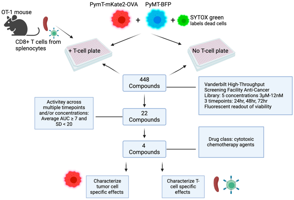 A flow chart that shows red- and blue-labeled tumor cells (and a green label that’s only expressed if cells die) go into 384-well plates in the presence or absence of CD8+ T-cells isolated from mice and each of 448 individual compounds. The 448 compounds point to a box that says, “Vanderbilt High-Throughput Screening Facility Anti-Cancer Library: 5 concentrations 3 µM–12 M. 3 timepoints: 24 hr, 48 hr, 72 hr. Fluorescent readout of viability.” 22 compounds were selected for further study, and a box connected to that says “Activity across multiple timepoints and/or concentrations: Average AUC ≥ 7 and SD < 20.” 4 compounds were selected from that, which say “Drug class: cytotoxic chemotherapy agents.” Two arrows point away from the 4 compounds to text that say “Characterize tumor cell–specific effects” and “Characterize T-cell-specific effects.”