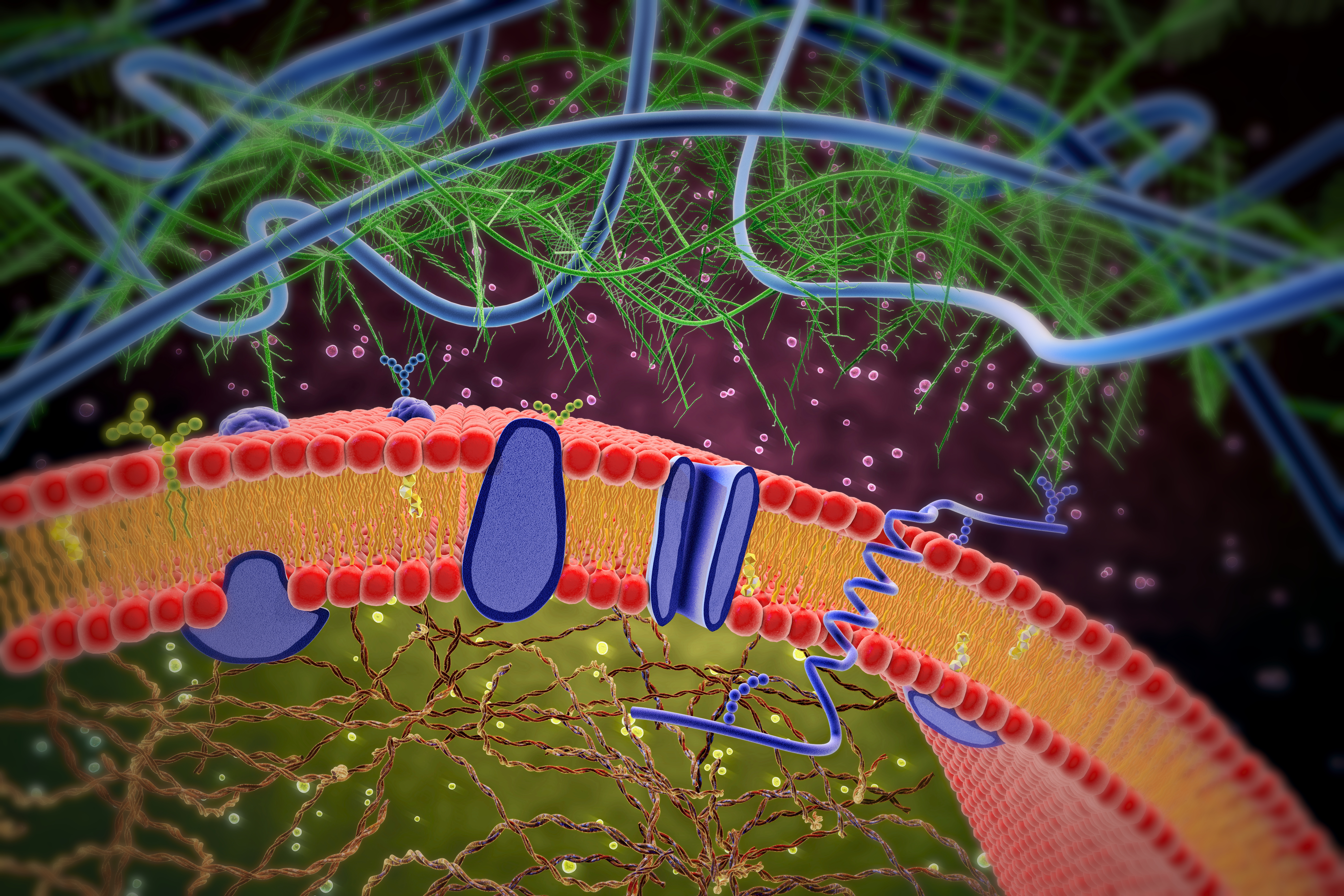 3d illustration of cell membrane and lipid bilayer