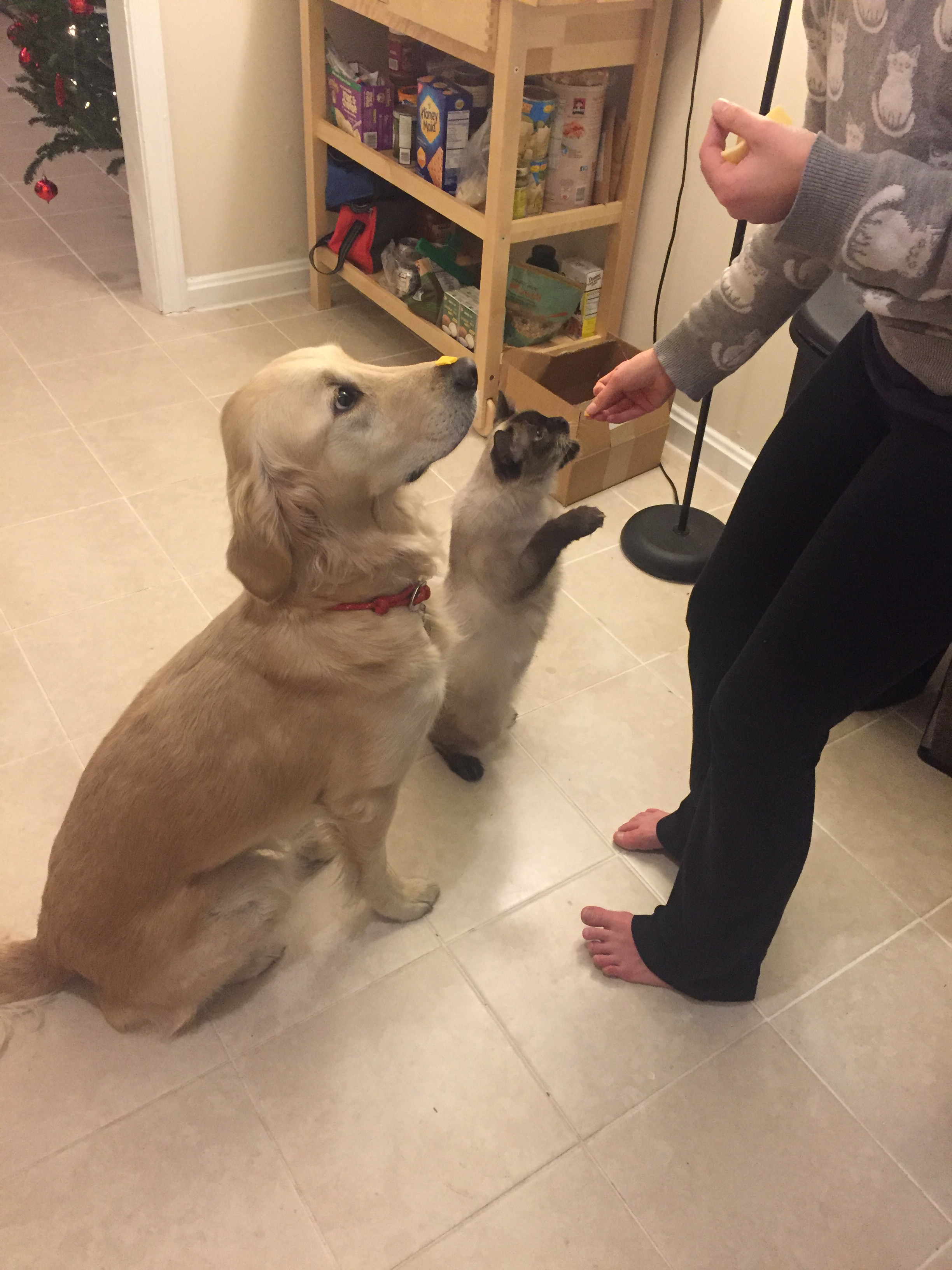 Juniper Figure 2.png