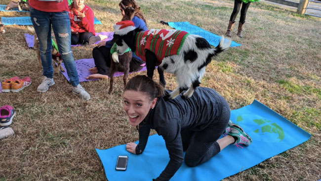 GoatYoga2.jpg