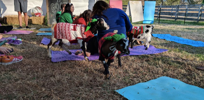 GoatYoga4.jpg