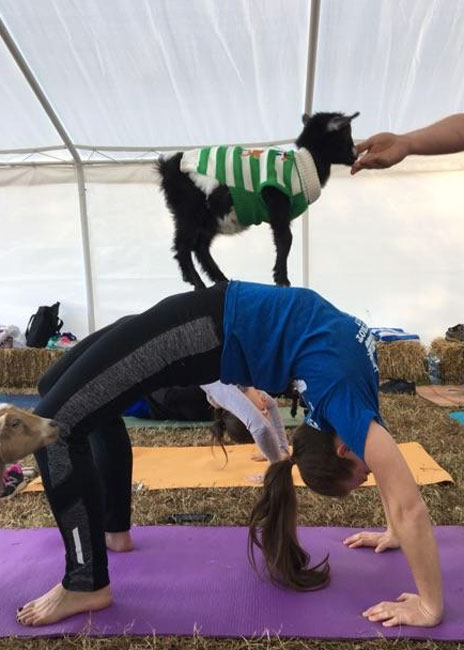 GoatYoga6.jpg