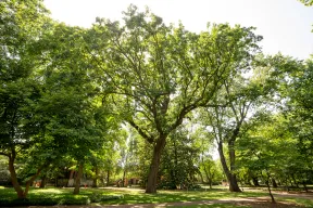 The Bicentennial Oak in June 2022 near Sarratt Student Center
