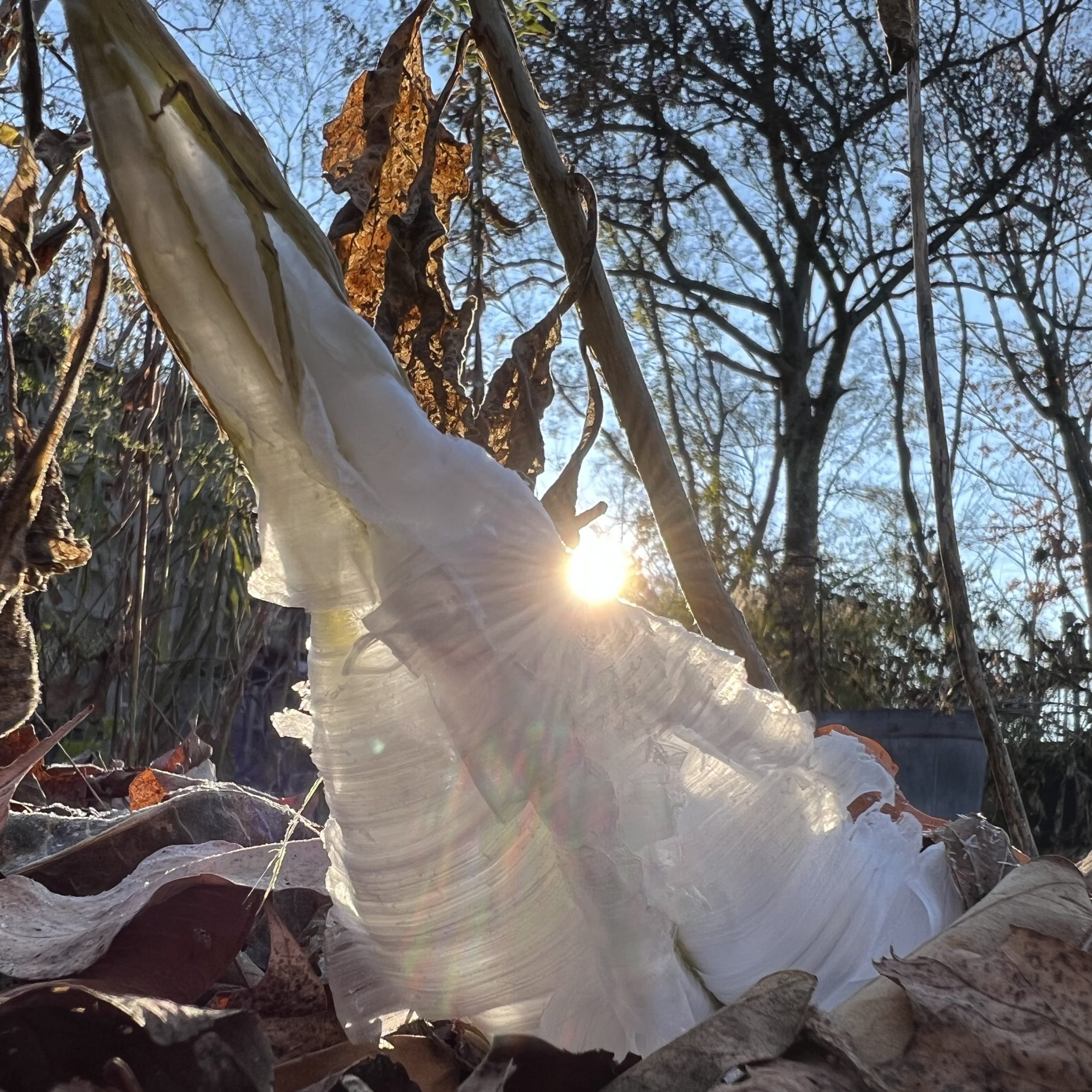 “Frost Flowers” an excerpt from ‘This is How a Robin Drinks’