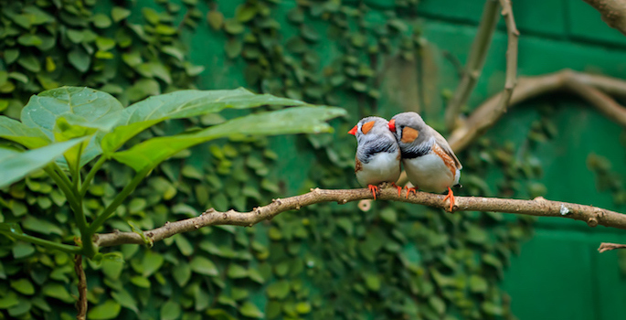 Zebra finch couple (Taeniopygia guttata) sitting on a branch