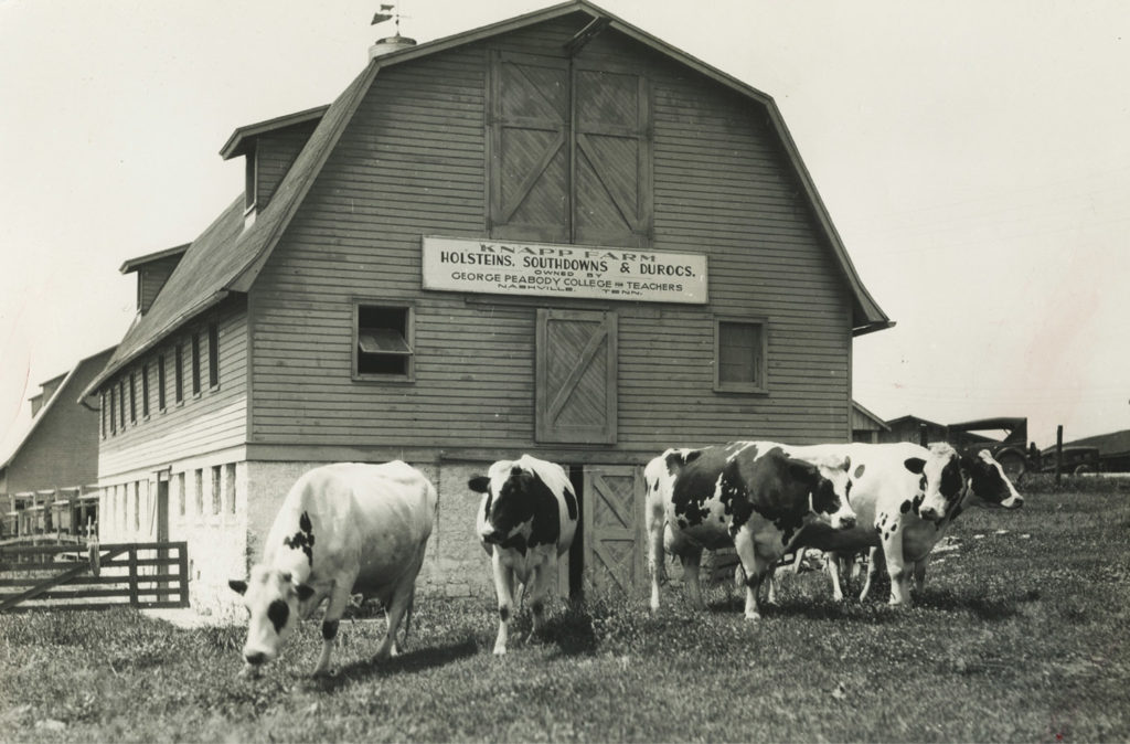 Peabody College’s Knapp Farm featured a dairy barn housing what was likely the first herd of purebred Holstein cows in the South. Vanderbilt Special Collections and University Archives.
