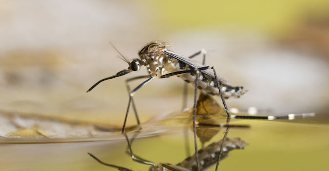 An Aedes japonicu mosquito rest on the water surface from which it just emerged.