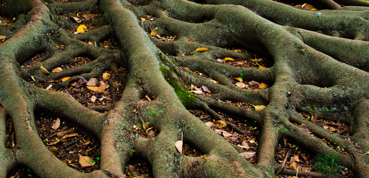 tree roots