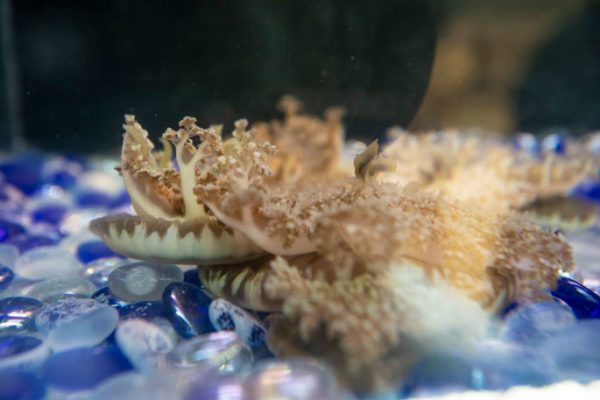 Vanderbilt University