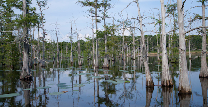 Line of trees growing within a Louisana bayou