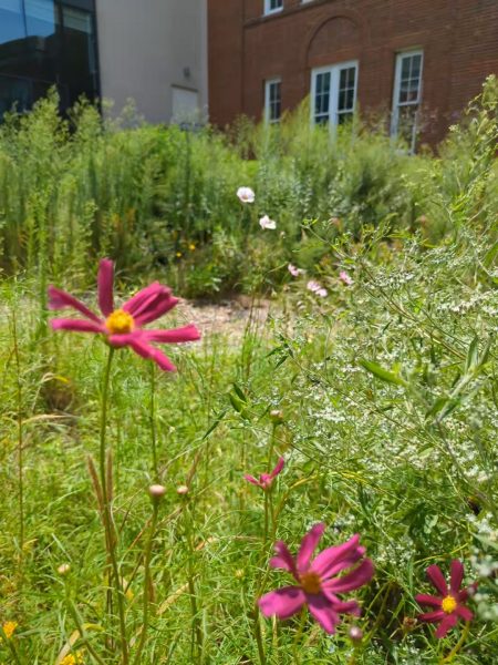 Pink flowers in the native garden
