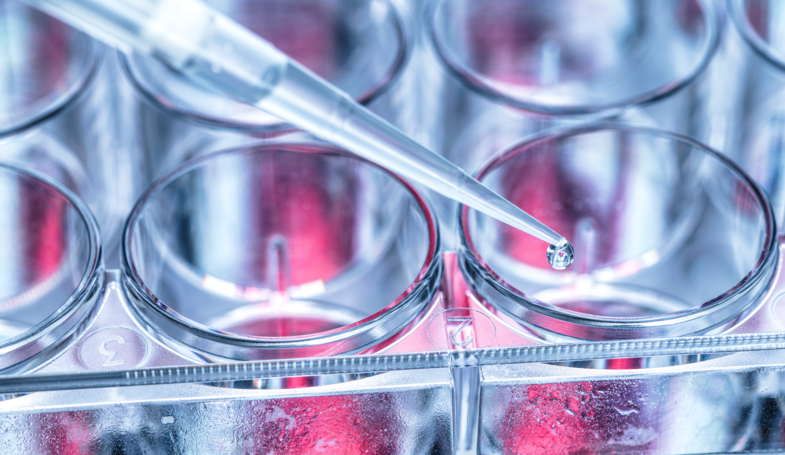 petri dishes with scientific experiements