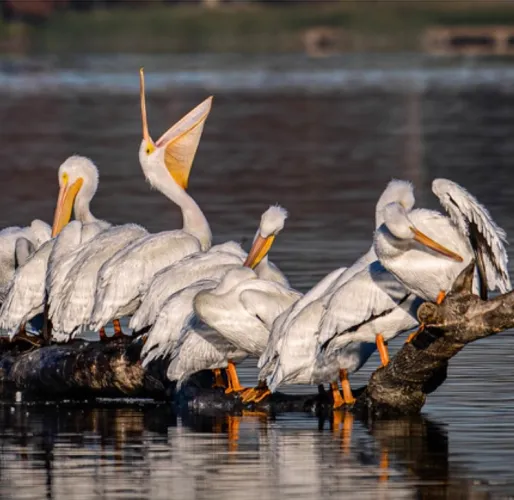 Nature photography by John Kuriyan