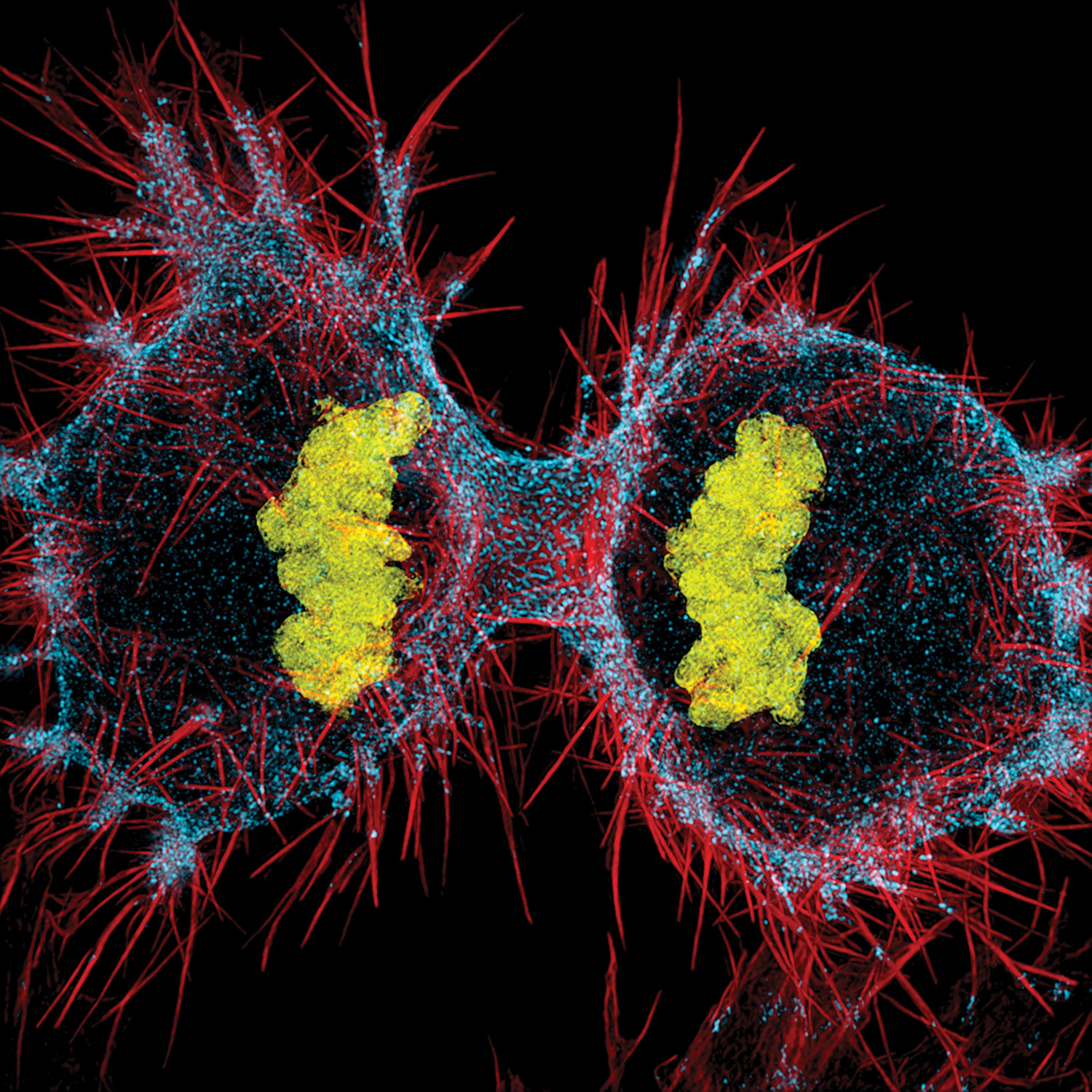 ImageJ=1.48r unit=micron