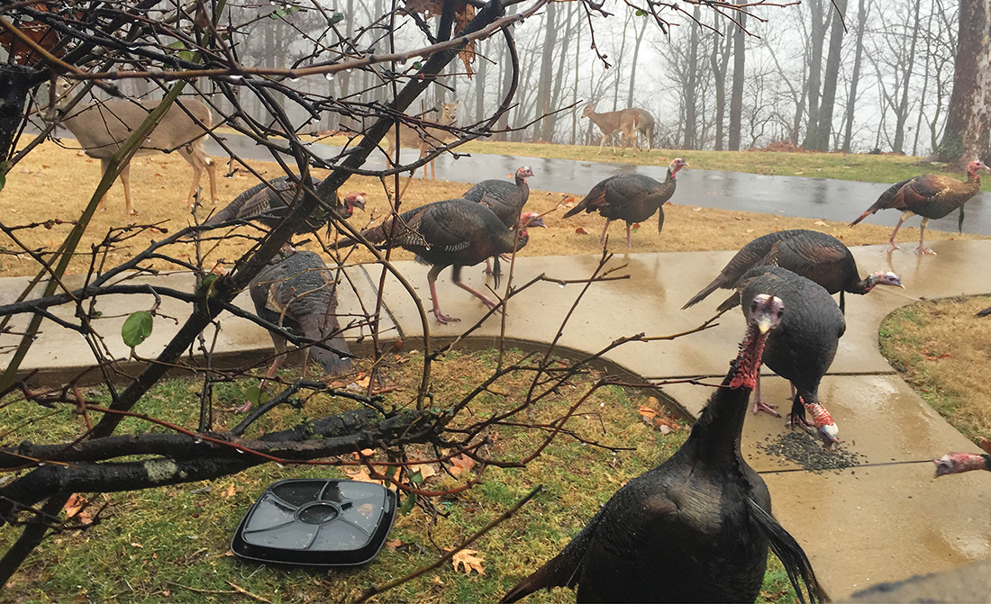 photo of turkeys at Dyer Observatory