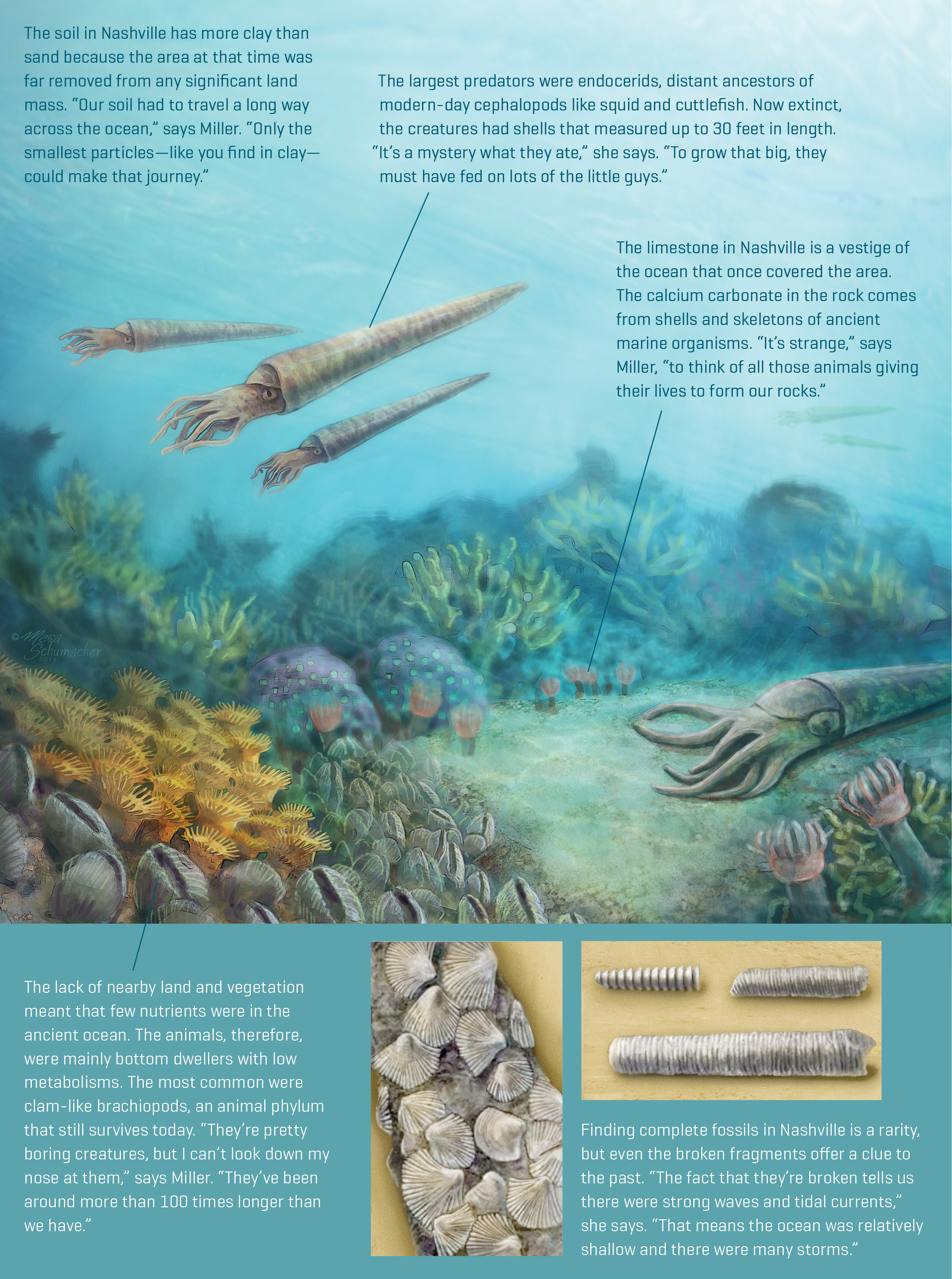 PrehistoricNashville_illustration Illustration of Nashville 450 million years ago