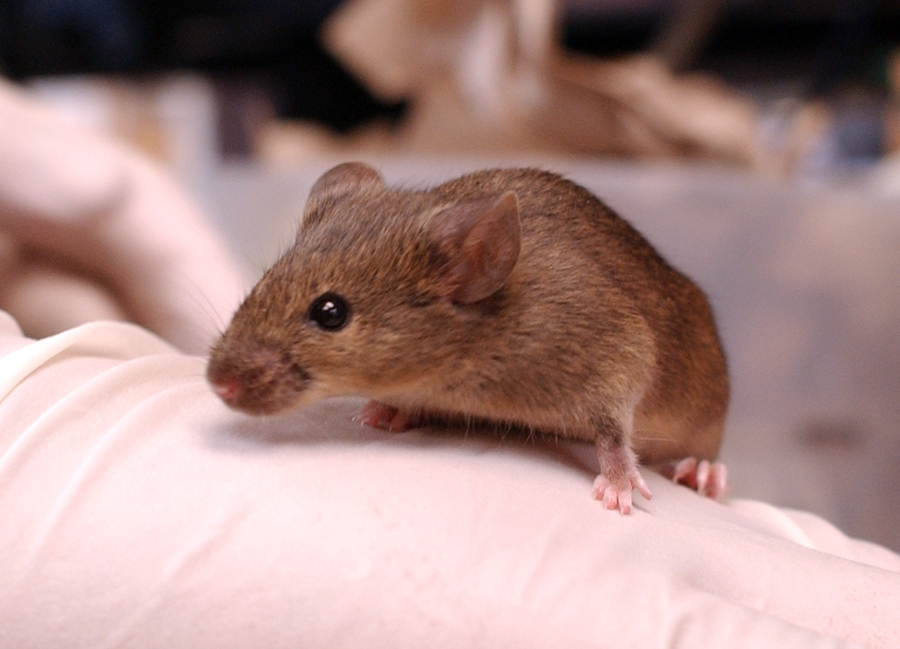 Vanderbilt University