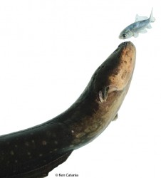 ElectricEelImage3 eel and fish