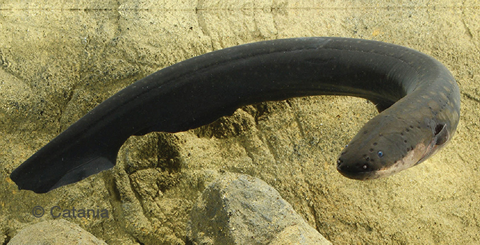 electric eel in tank