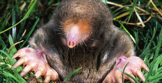 Mole Smell Vanderbilt