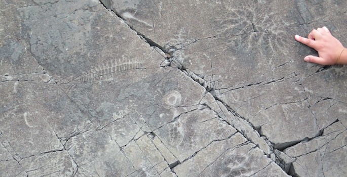 hand-sized squggly fossils embedded in concrete-like rock