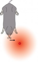 Molesniff mole illustration