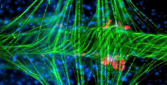 mosquito circulatory system
