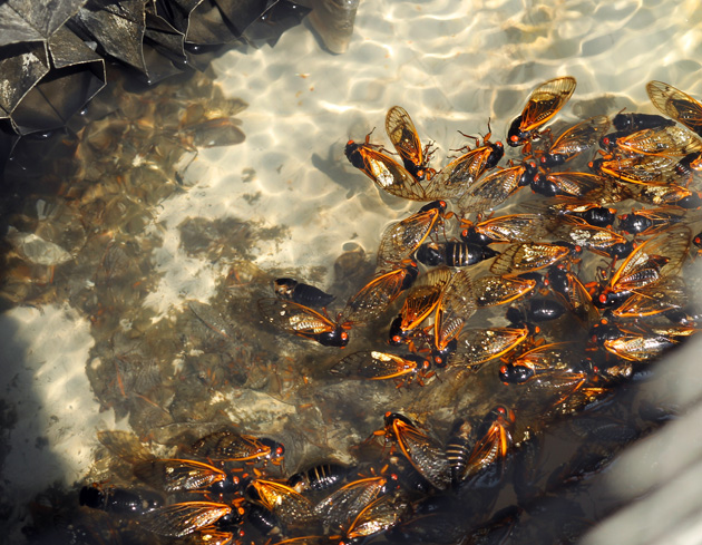 Vanderbilt University