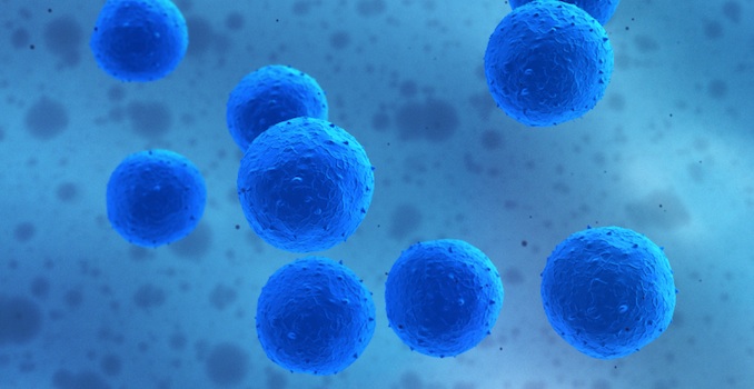 stem cells