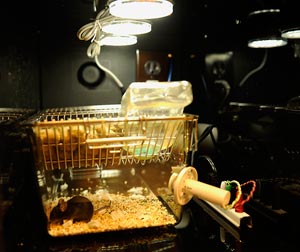 bio-clock-Mouse_cubicle laboratory photo