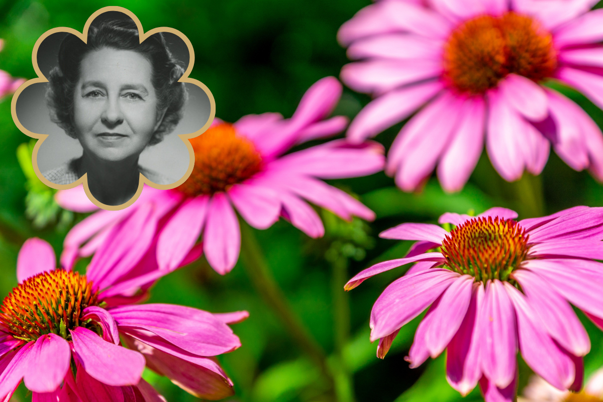 An image of Elsie Quarterman overlays an image of Tennessee Coneflowers in bloom.