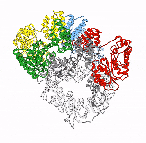 GIF of a T4 bacteriophage clamp loader morphing between inactive and active states. 
