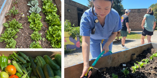 A three-image collage shows a Vanderbilt student watering a community garden, as well as images of the crops the garden has produced, including lettuce, okra, tomatoes, cucumbers and peppers.