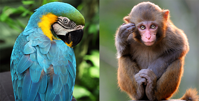 composite photo of a macaw and a macaque