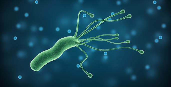 Helicobacter Pylori bacterium, medical illustration pathogenic microorganism in human stomach