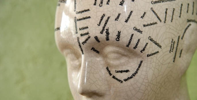 phrenology model