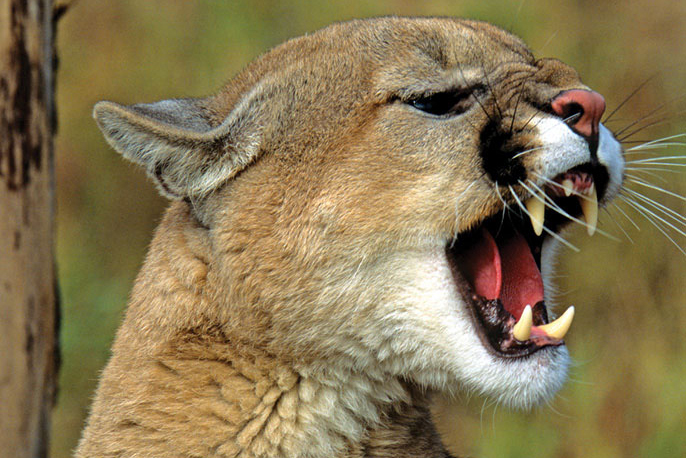 Photo of cougar