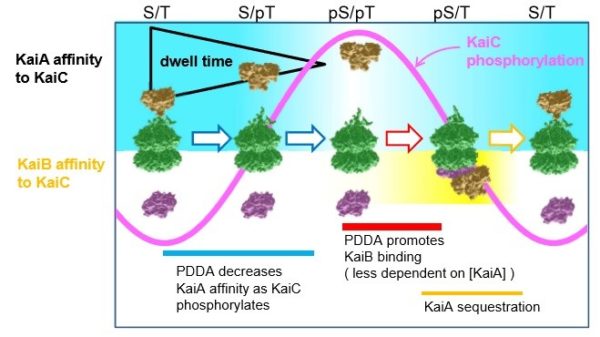 Chart showing difference between KaiA-KaiC and KaiB-KaiC bonding